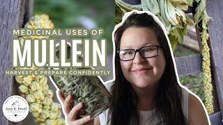 Medicinal Uses of Mullein  One of the BEST Respiratory HERBS [upl. by Mizuki801]