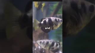 Archerfish Natures Sharpshooters [upl. by Hgielac]