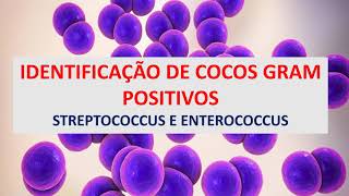 Microbiologia Médica Identificação Cocos Gram Positivos Streptococcus e Enterococcus [upl. by Ecinahc793]