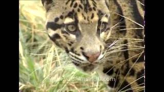 Clouded Leopard in Arunachal [upl. by Ellehcen]