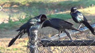 Fish Crow amp Boattailed Grackles  Quiscalus major [upl. by Notelrahc]