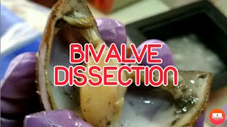 Bivalve dissection a study of the internal anatomy of bivalve [upl. by Imit]