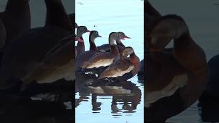 The Blackbellied Whistling Duck A Quirky and Fascinating Treeliving Bird [upl. by Anema905]