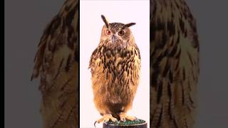 How Do Owls Fly So Silently 🦉  owls animals shorts [upl. by Ylac]