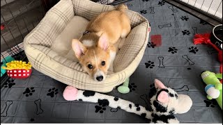 My Corgis favorite toy [upl. by Lian]