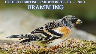 Guide to the ID of British Garden Birds  No1  BRAMBLING [upl. by Thibault]