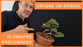 Creare un bonsai da un ginepro procumbens da 8 euro [upl. by Sackman]