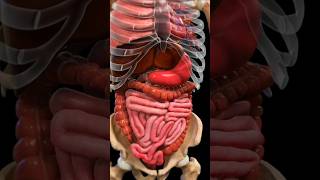 How to move undigested food in our large intestinehow our intestines keep things movingviralshort [upl. by Moor]