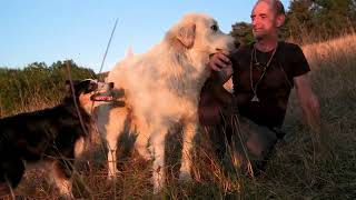 Sensibilsation aux chiens de troupeaux  Grands causses et Cévennes [upl. by Ecirtnuahs]