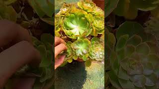 Useful tips for succulents 🪴 suculentas 다육이들 多肉植物 garden [upl. by Iluj]