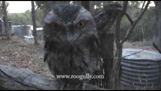 Tawny Frogmouth Calls for Food [upl. by Anelram]