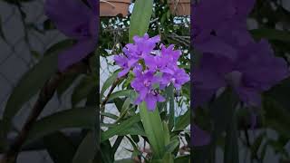 Cattleya bowringiana var coerulea [upl. by Balas]