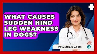 What Causes Sudden Hind Leg Weakness In Dogs  PetGuide360com [upl. by Neona]