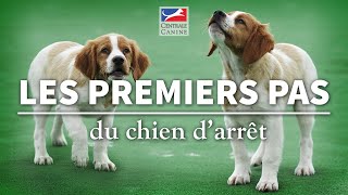 PREMIERS PAS DU CHIEN DARRÊT  Chiens de chasse Ep 3 [upl. by Attenol484]