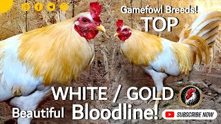 Top Gamefowl Bloodlines White Golden Gamefowl Showing  Boyakz Backyard [upl. by Cosenza949]