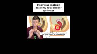 Insomniac anatomy academy 192 bladder sphincter science anatomy sciencefacts bodies medicine [upl. by Iralam787]