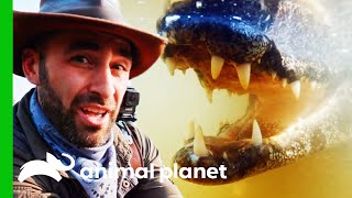 Coyote Has An Underwater Encounter With Wild Caimans  Coyote Peterson Brave The Wild [upl. by Fernand]