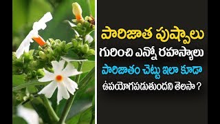 పారిజాత పుష్పాల గురించి మీకు తెలియని రహస్యాలు  parijat plant benefits in telugu  Parijatha Flower [upl. by Marrin461]