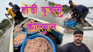 होडी बुडली कोलमान  transparent 🦐 prawn species fishing Mumbai India fishing [upl. by Allain]