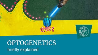 Optogenetics  briefly explained Turning nerve cells on and off using pulses of light [upl. by Yniattirb669]