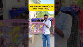 Ham Budgies parrot 🦜ko shift kr rahe hai🏠 petlover minivlog birds budgies parrot petlover [upl. by Roche]