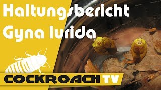 Haltungsbericht Gyna lurida Porzellanschabe CockroachTV [upl. by Rae]