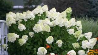 How to Prune Limelight Hydrangea [upl. by Panta]