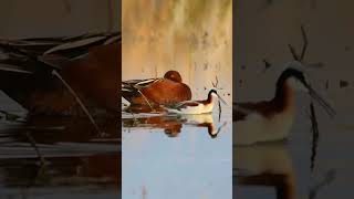 Cinnamon teal and Wilsons phalarope at Seedskadee National Wildlife Refuge [upl. by Skolnik]