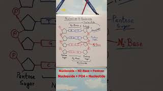 Biology  Genetics  Nucleoside  Nucleotide  DNA Structure  Nitrogen Base  Pentose  Phosphate [upl. by Oijimer]