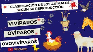 ANIMALES OVÍPAROS VIVÍPAROS Y OVOVIVÍPAROS PARA NIÑS [upl. by Oilerua]