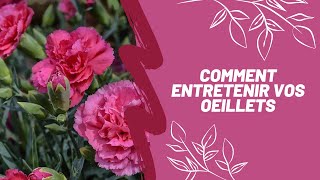 Comment entretenir vos œillets [upl. by Malik894]