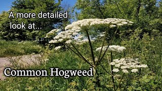 A more detailed look at Common hogweed Heracleum sphondylium [upl. by Hanover]