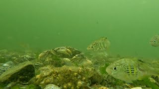 Whats under the water Camano Island State Park boat launch 2 [upl. by Knuth]