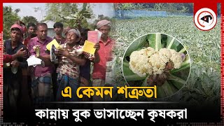 কৃষকের সঙ্গে এ কেমন শত্রুতা  Cauliflower Cultivation  Rajshahi  Kalbela [upl. by Eciened]