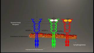 Vascular Endothelial Growth FactorA VEGFA [upl. by Stets]