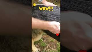 HUGE UNDERCOAT REMOVAL  Neglected Husky Grooming [upl. by Dopp215]