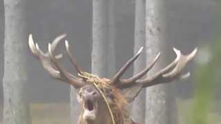 Combat de cerfs pour une biche au Brâme  Hautes Ardennes 2013 [upl. by Elnukeda73]