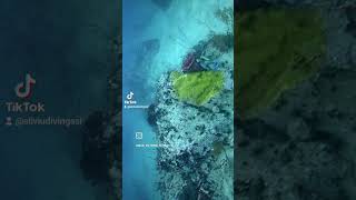 Titan Triggerfish Attack underwaterphotography fish nature kohtaodiving [upl. by Yecies]