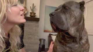 Living with CANE CORSO Pack of 5 Dogs and Preventing AGGRESSION [upl. by Hach]