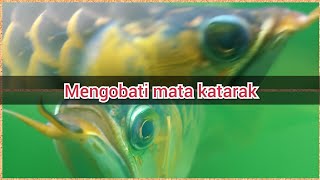 Cara cepat mengobati mata ikan Arwana yang katarak [upl. by Beitnes]