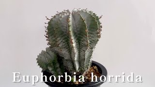 【Euphorbia horridaユーフォルビアホリダ】 [upl. by Attelahs]