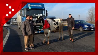 Protesta trattori gli agricoltori portano una mucca al casello di Melegnano della A1 [upl. by Kiley]