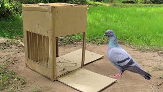 Creative Pigeon Trap Using Cardboard Box  Easy Simple Pigeon Trap [upl. by Pineda100]