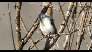 Tufted Titmouse Singing [upl. by Philipa455]