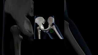 Motion of the hip joint Animation [upl. by Lliw362]