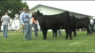 Fitting and Showing Angus Cattle Part 2 [upl. by Ahsiner]