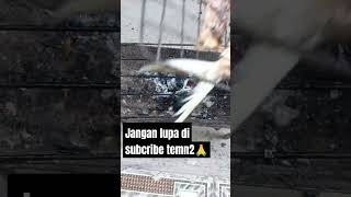 Ikan Bandeng Bakar shortvideo shorts [upl. by Nairad687]