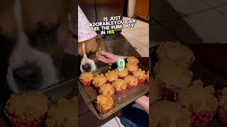 The sweetest dog birthday celebration ever 🥳🐕 [upl. by Yesmar]