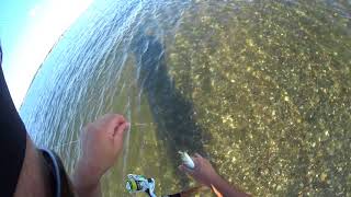 How To Catch Snapper Bluefish [upl. by Laks]