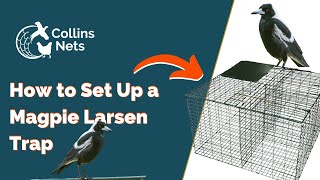 How to Set Up a Double Magpie Larsen Trap  Collins Nets [upl. by Dulsea]